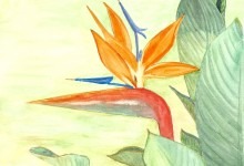 Aquarelle n°41: "Oiseaux de Paradis"